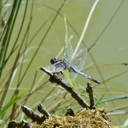 Vakantiehuis Dreamy Retreat In