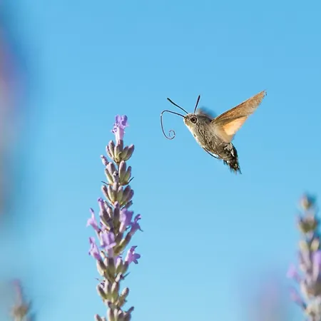 Dreamy Retreat In Vakantiehuis Loubejac