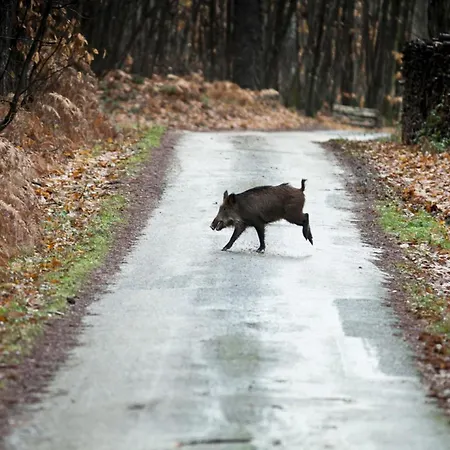 Vakantiehuis Dreamy Retreat In *