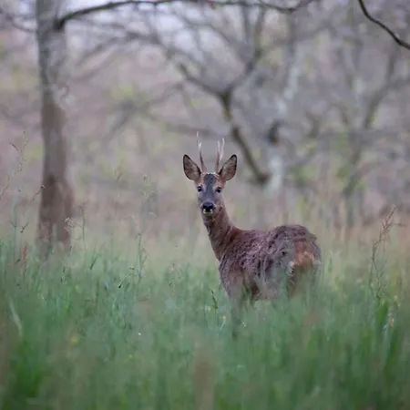 Vakantiehuis Dreamy Retreat In *