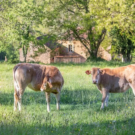 Vakantiehuis Dreamy Retreat In