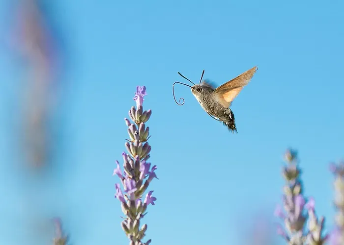 Dreamy Retreat In Dom wakacyjny Loubejac