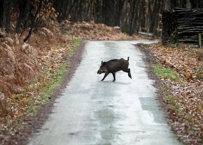 Dom wakacyjny Dreamy Retreat In *