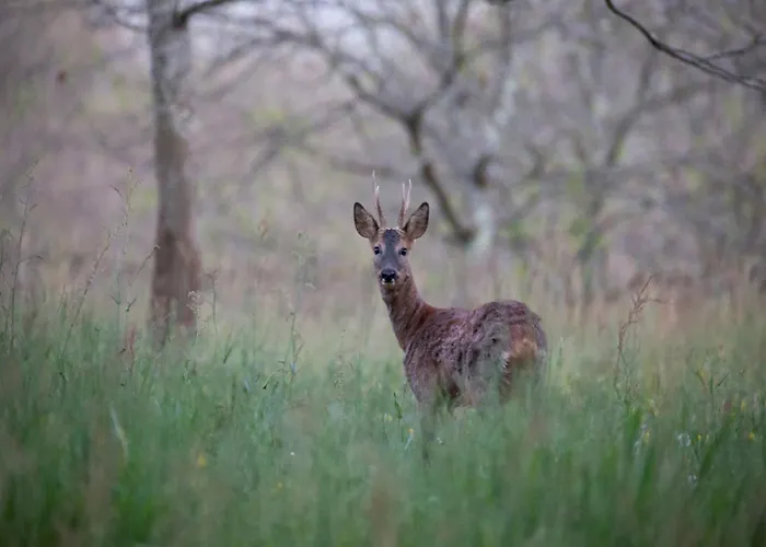 Dom wakacyjny Dreamy Retreat In *